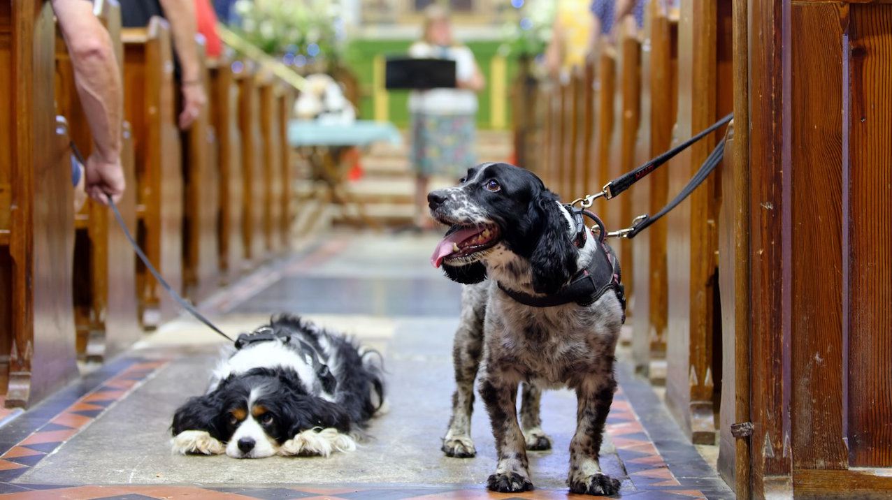 Dogs in Church